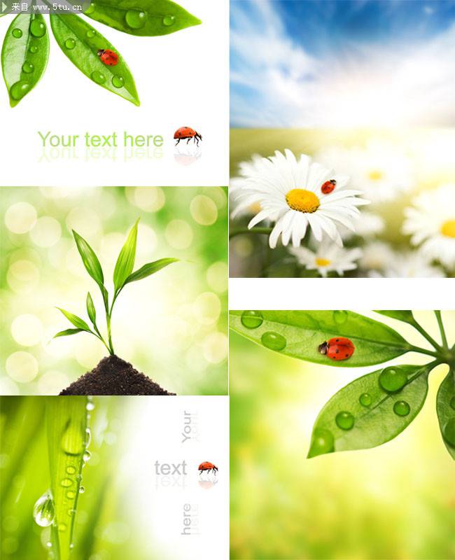点击大图看下一张：绿色养眼的植物图片素材分享