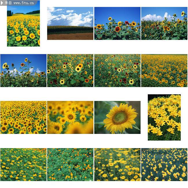 点击大图看下一张：向日葵花图片大全黄色背景素材