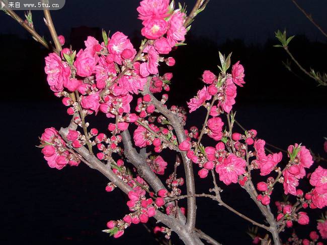 点击大图看下一张：夜间绽放的艳丽桃花图片