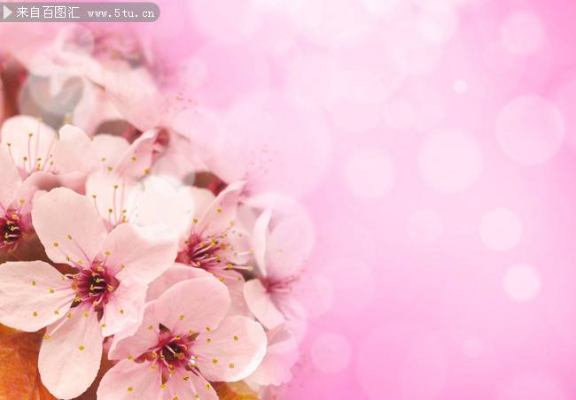点击大图看下一张：唯美清新粉色樱花背景素材