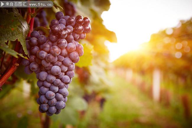 点击大图看下一张:葡萄植物图片素材高清特写