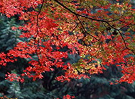 秋季枫树叶唯美图片