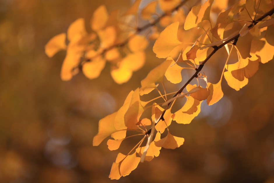 点击大图看下一张：冬天的银杏树叶唯美写真图片