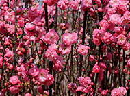 春天盛放的浪漫樱花图片