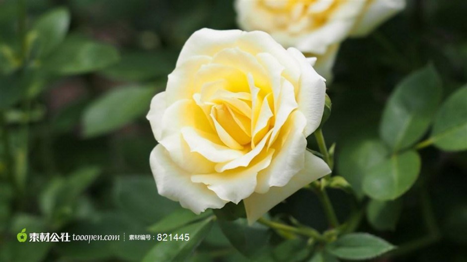 点击大图看下一张：婀娜多姿的唯美黄玫瑰图片赏析