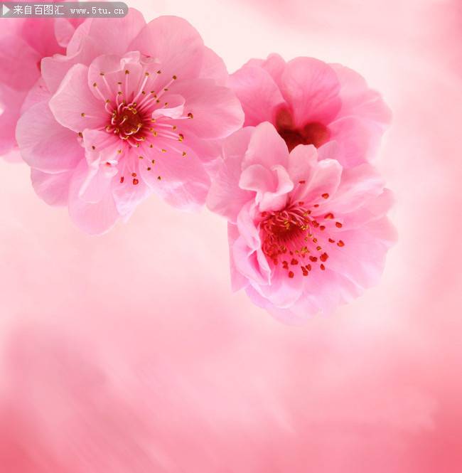 点击大图看下一张：娇俏的粉红桃花背景图片