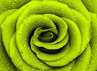 绿色的玫瑰花瓣特写图片