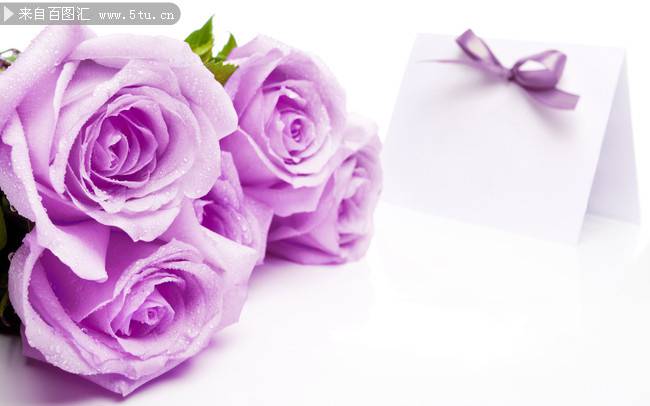 点击大图看下一张：唯美紫色玫瑰背景素材欣赏