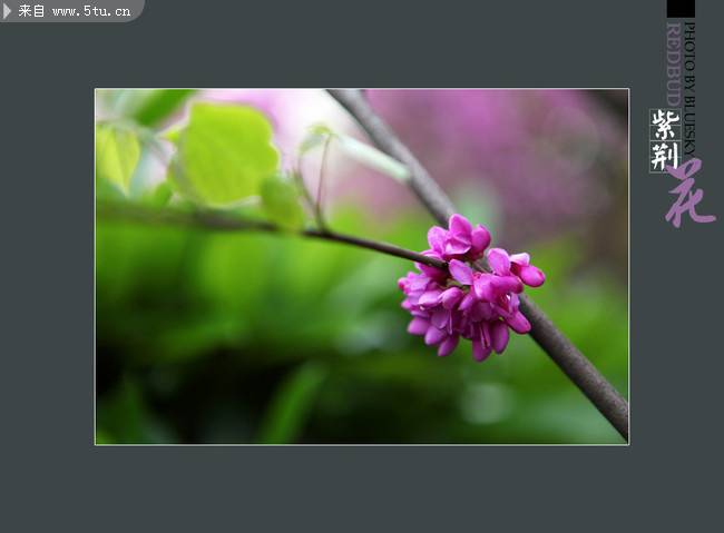 点击大图看下一张：艳丽可爱的紫荆花图片