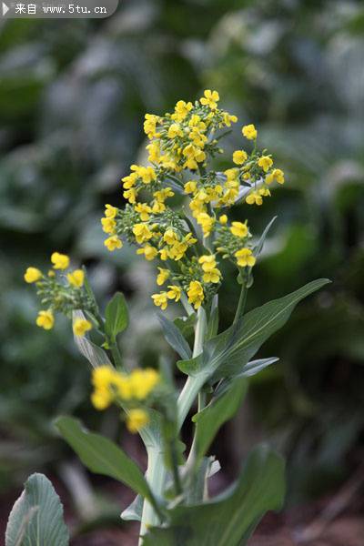 点击大图看下一张:春天的油菜花图片欣赏