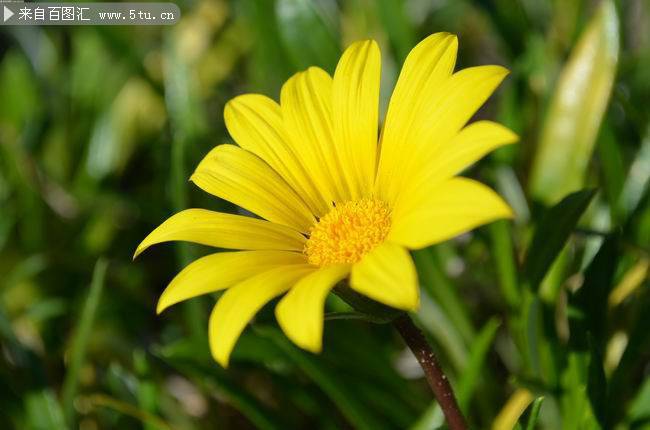 点击大图看下一张：乡间的黄色野菊花图片