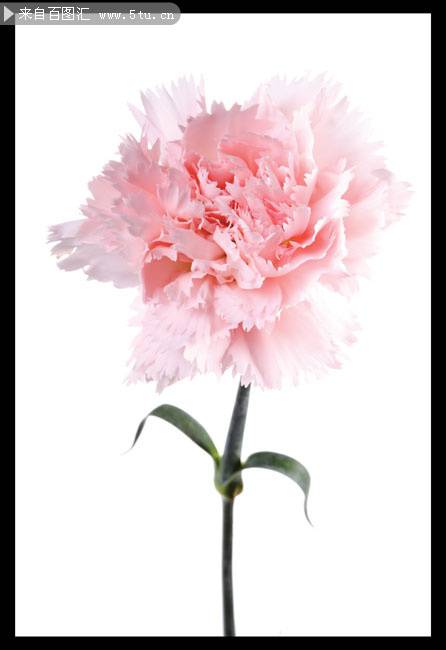 点击大图看下一张：一枝淡香的粉红康乃馨图片