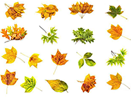 秋天黄色树叶标本素材图片