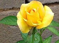 唯美的雨后黄玫瑰高清图片赏析