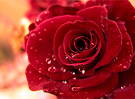 浪漫甜蜜的路易十四玫瑰花图片