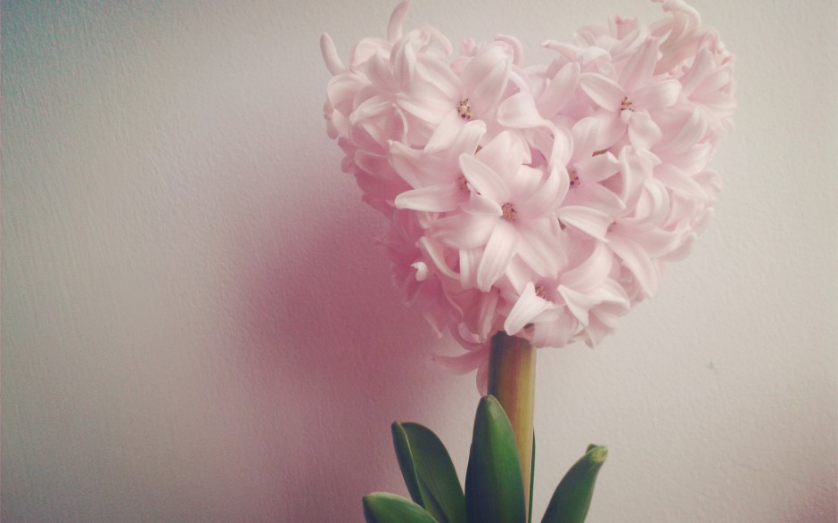 点击大图看下一张：风信子粉色花卉图片素材
