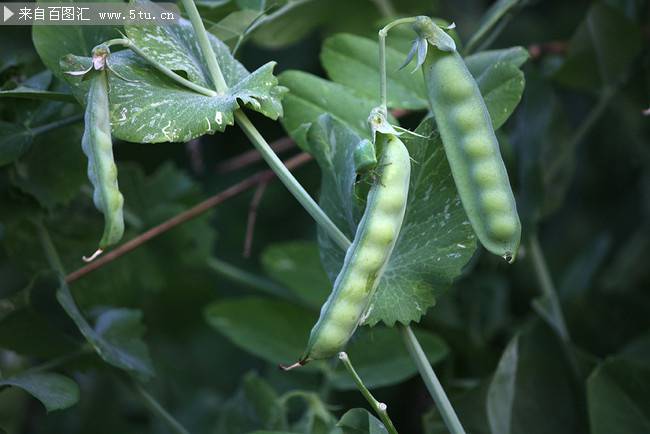 点击大图看下一张：绿色植物豌豆超清摄影图片