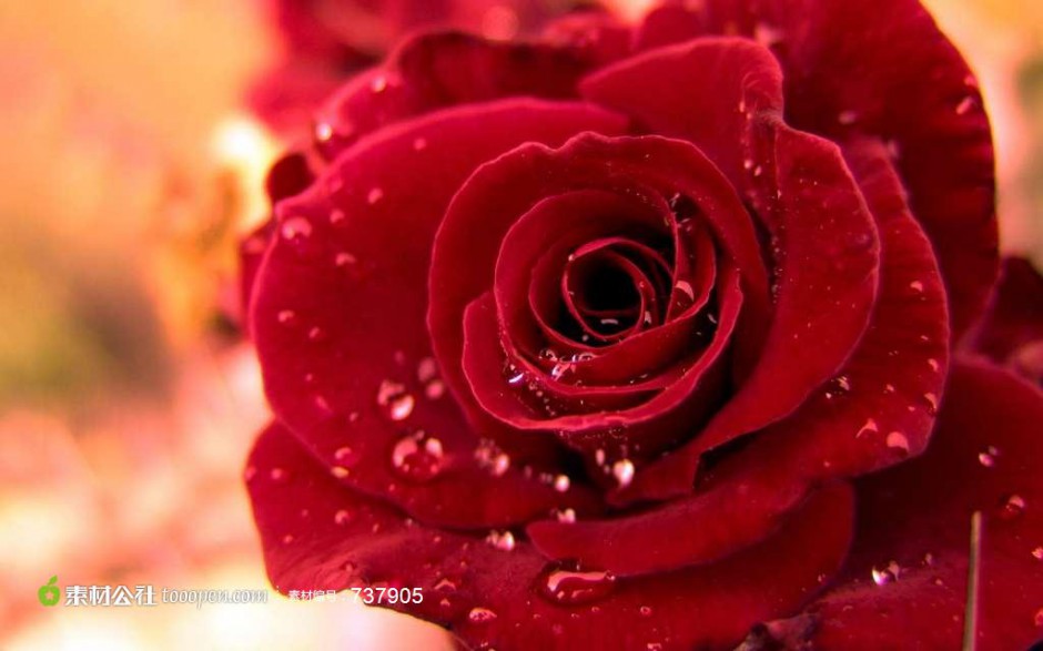 点击大图看下一张：布满露珠的鲜红玫瑰花图片