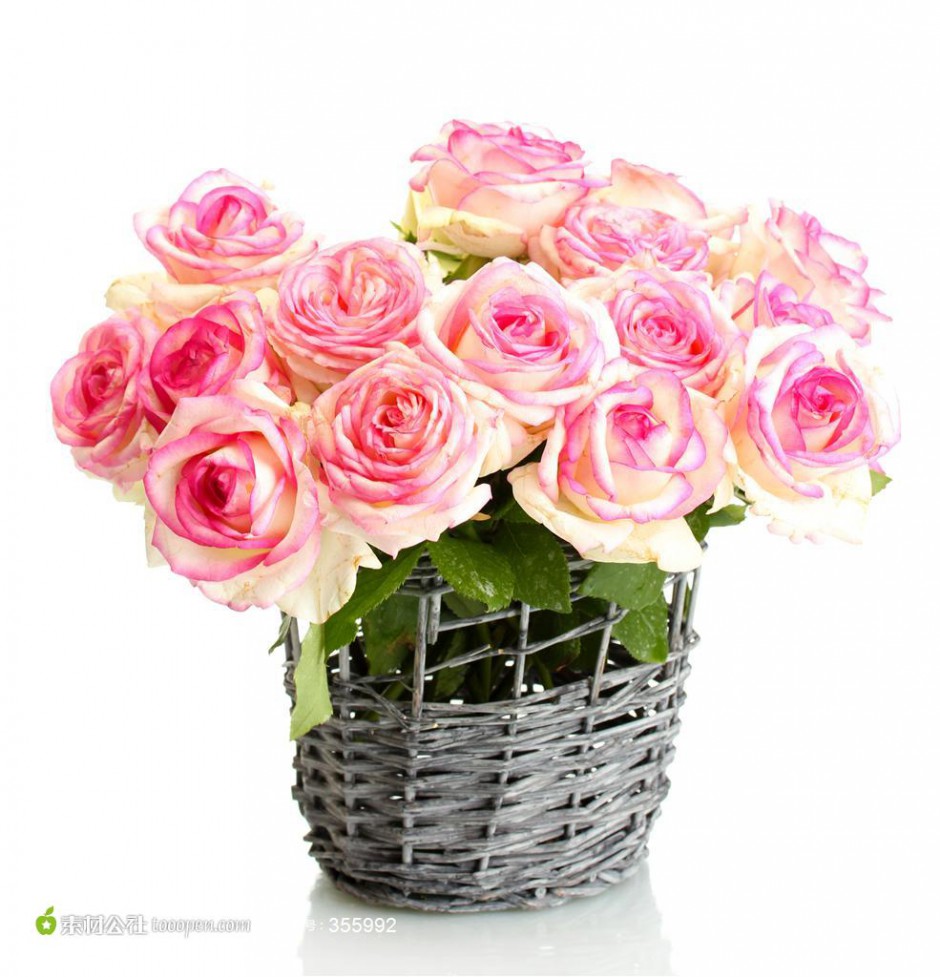 点击大图看下一张：常见的花卉粉色玫瑰植物图片素材