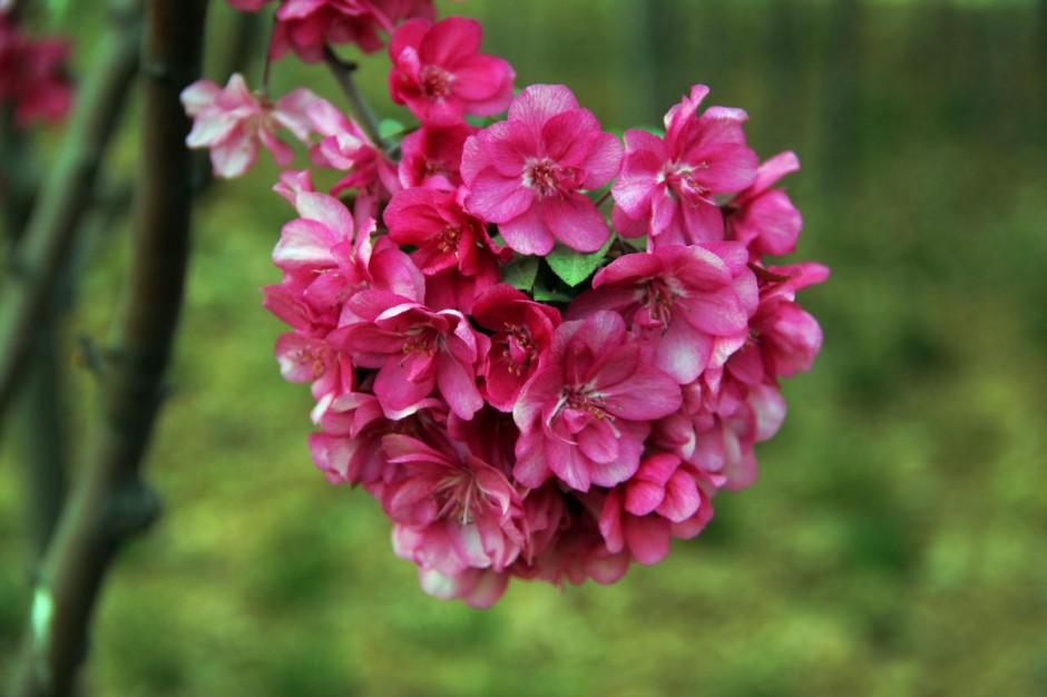 点击大图看下一张：秋海棠花图片花团锦簇