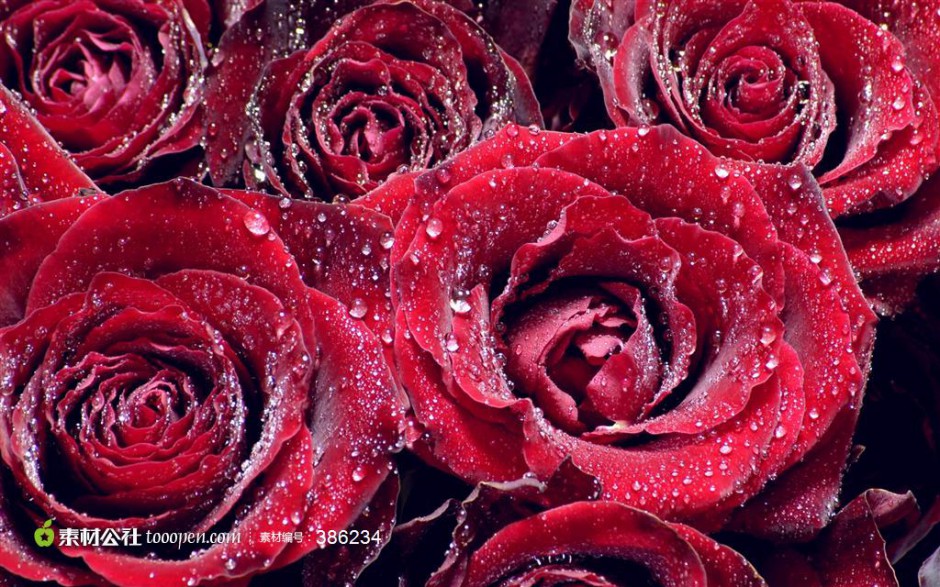 点击大图看下一张：红玫瑰背景素材娇艳欲滴