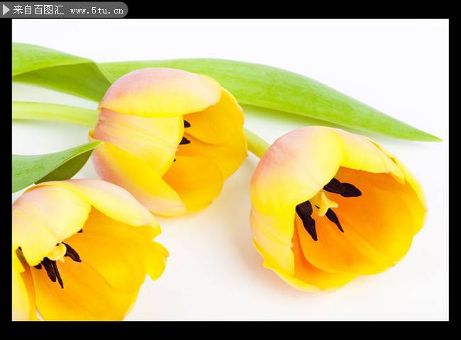 点击大图看下一张：黄色郁金香花高清摄影图片