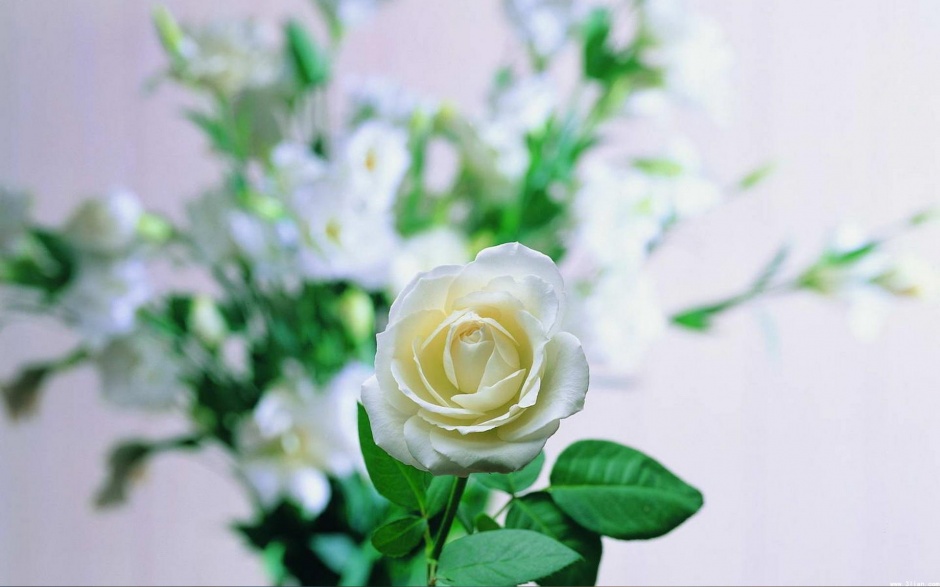点击大图看下一张：小清新淡雅白玫瑰好看的图片