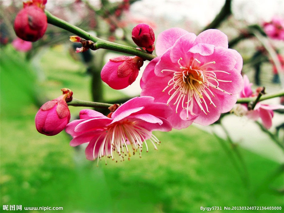 点击大图看下一张：娇而不艳的梅花盛开图片欣赏