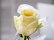 纯洁的唯美白玫瑰图片