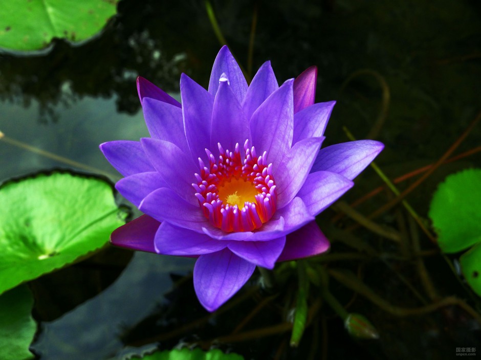 点击大图看下一张：睡莲魅力紫色花瓣图片