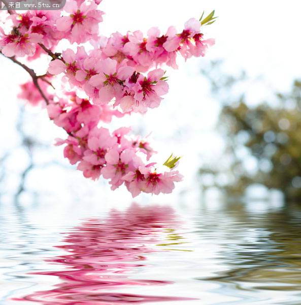 点击大图看下一张：海棠樱花图片优雅清新