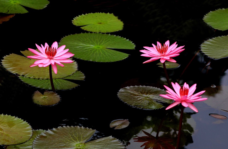 点击大图看下一张：睡莲水生花卉精美图片