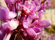 紫色丁香花图片唯美背景素材