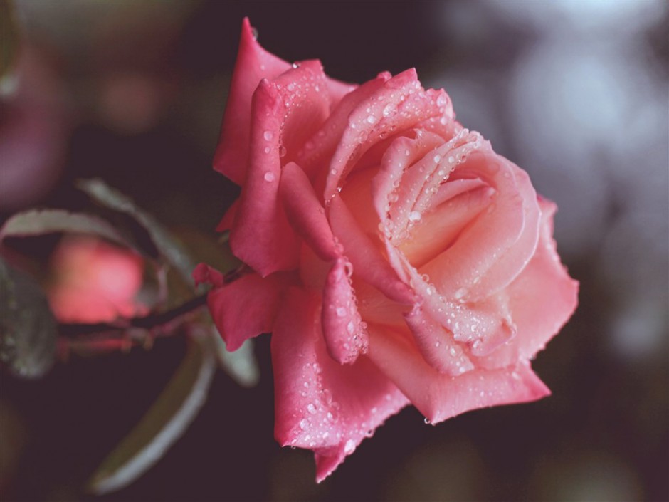 点击大图看下一张：唯美的雨后粉色玫瑰图片