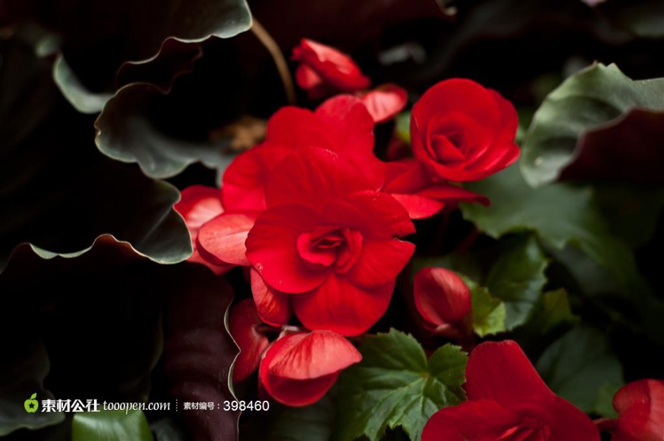 点击大图看下一张：红艳娇媚的海棠花摄影图片