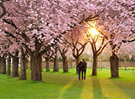 樱花树下漫步的情侣图片
