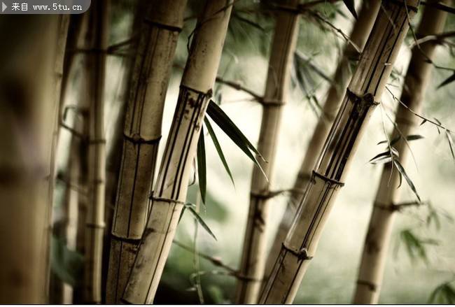 点击大图看下一张：干枯的竹子图片