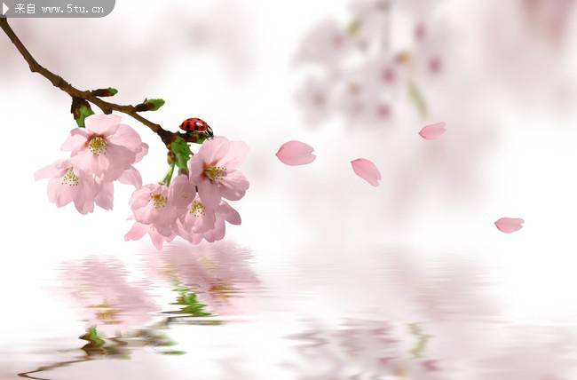 点击大图看下一张：浪漫樱花图片唯美背景素材