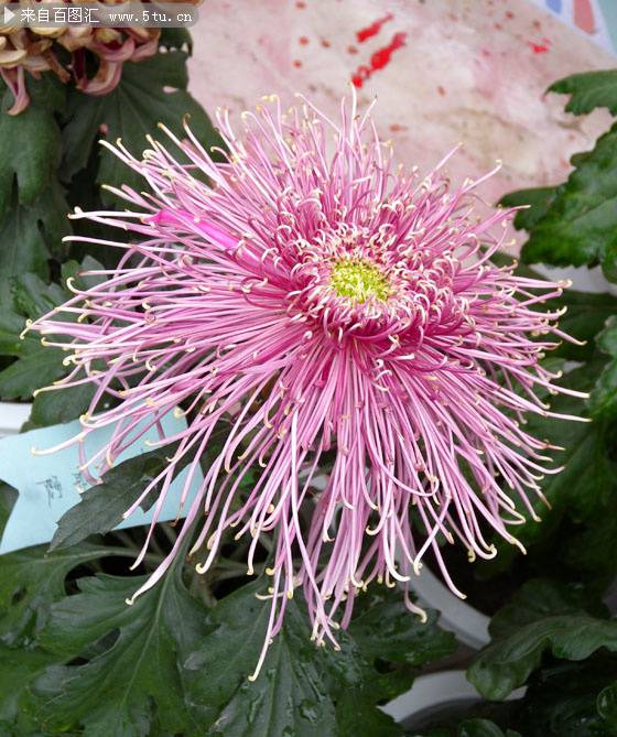 点击大图看下一张：盛开的粉红色菊花图片