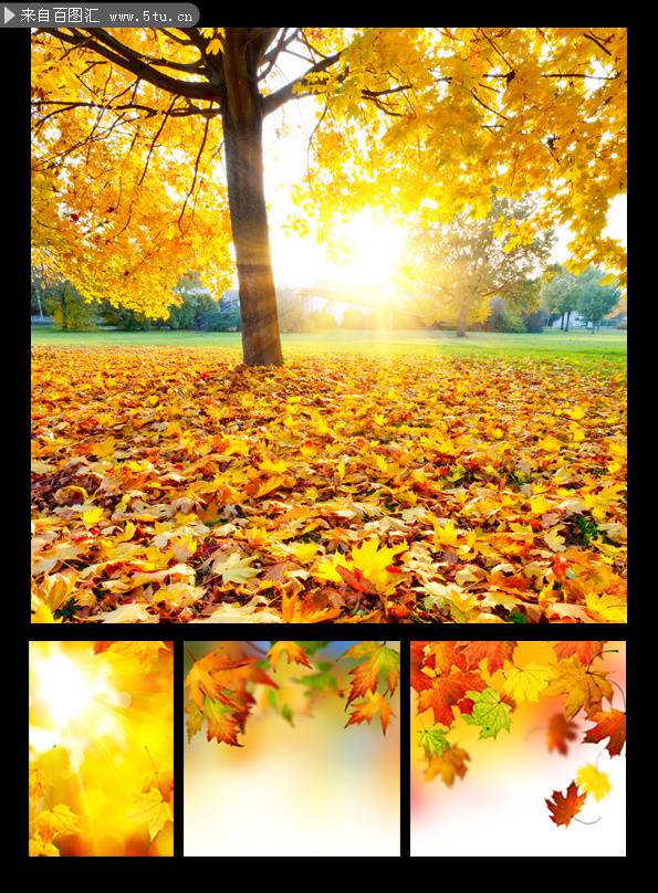点击大图看下一张：秋天唯美枫叶图片精美素材