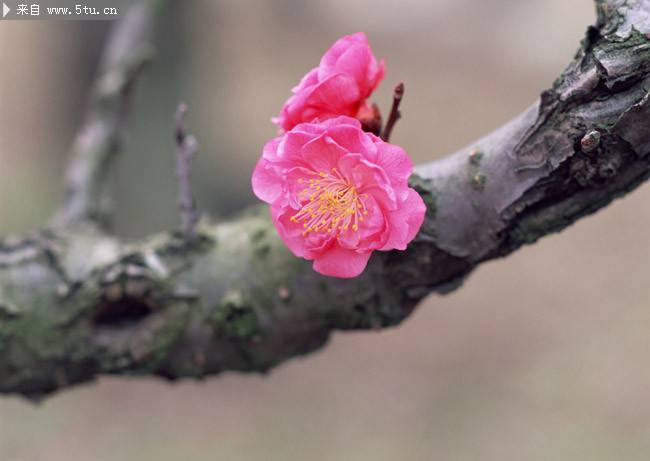 点击大图看下一张：三月是桃花的世界