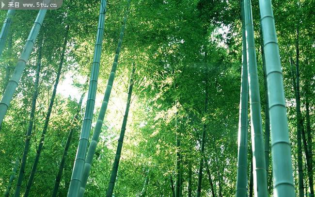 点击大图看下一张：翠绿的竹林高清图片素材