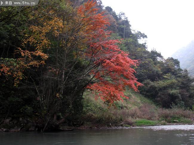 点击大图看下一张：河边的枫叶树图片