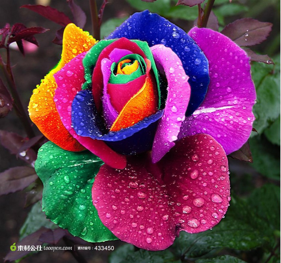 点击大图看下一张：娇媚的一朵七彩玫瑰花图片