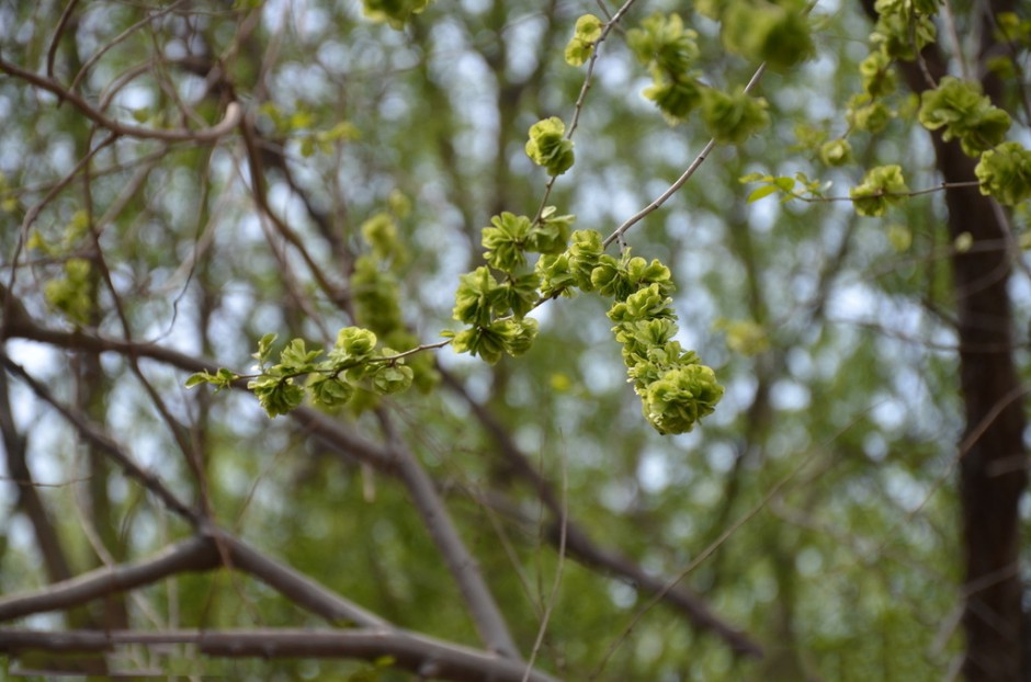 点击大图看下一张：嫩绿清新的山榆树图片