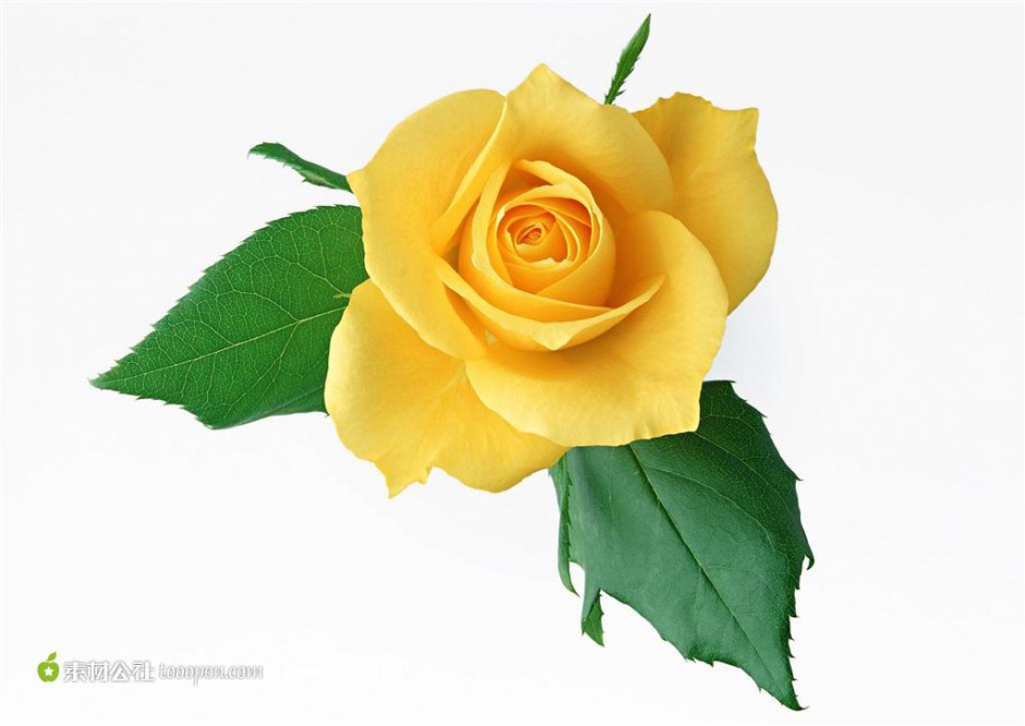 点击大图看下一张：一朵美丽的黄玫瑰图片素材