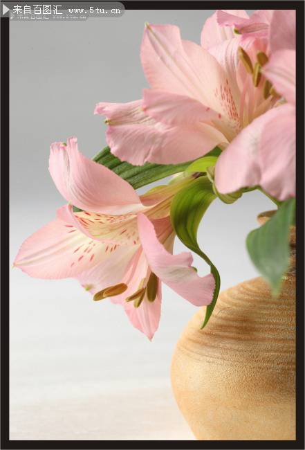 点击大图看下一张：粉红百合花卉唯美图片
