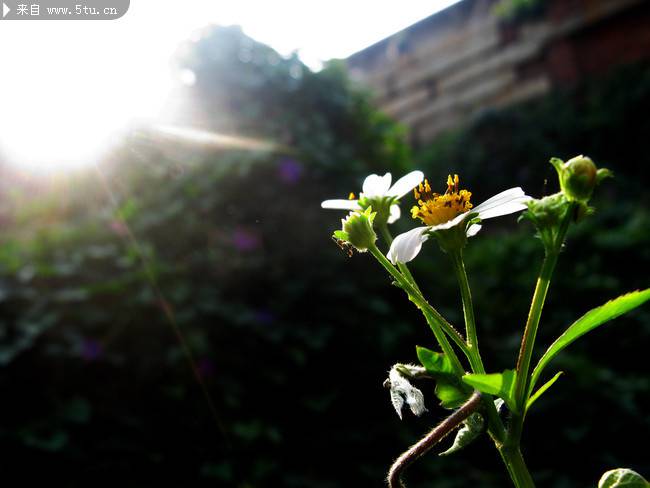 点击大图看下一张：阳光下的野花实拍图片