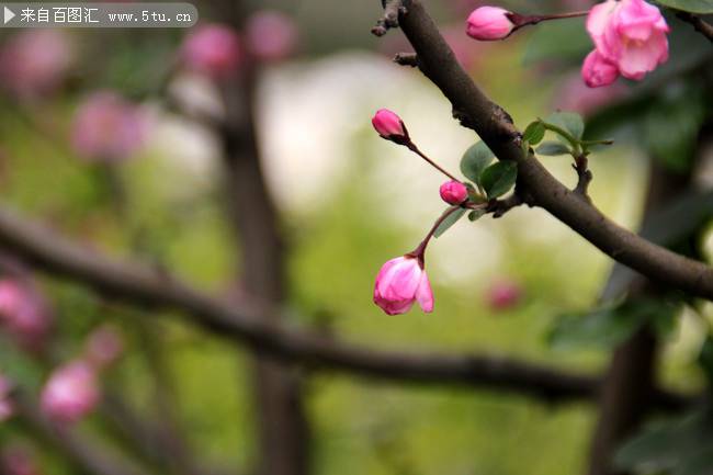 点击大图看下一张：武汉大学的樱花摄影图片