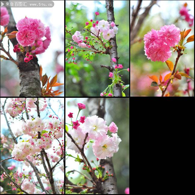 点击大图看下一张：繁花似锦的春天桃花图片